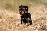 YORKSHIRE TERRIER 479